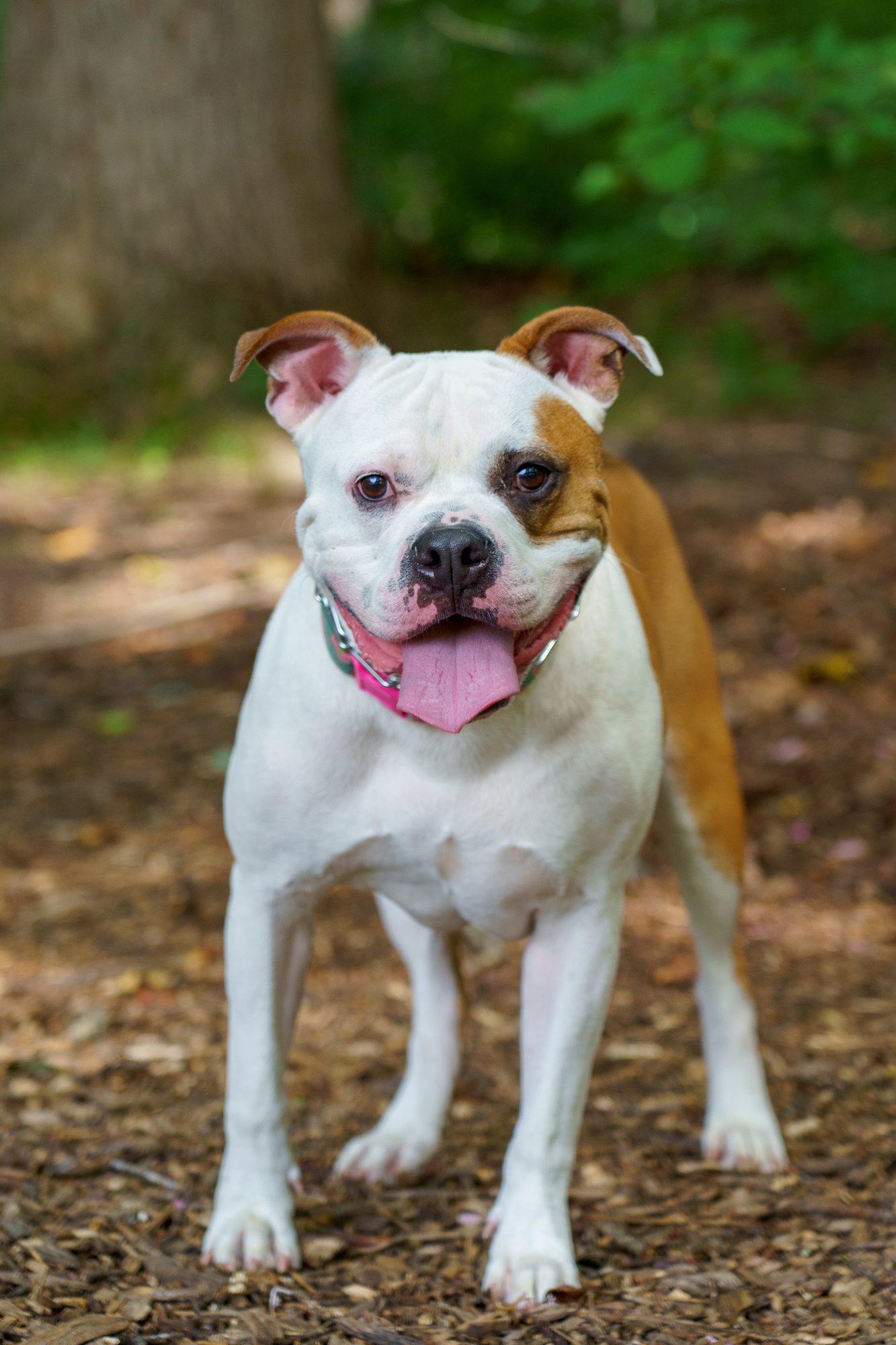 White and brown dog standing on a wooded path, photographed by Campbell Shepard