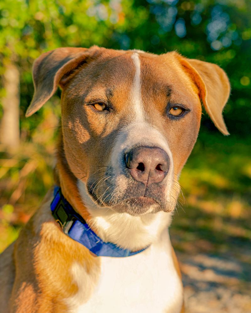 Headshot of Nova the dog in a blue collar, pet portrait by Campbell Shepard, Frederick, MD photographer