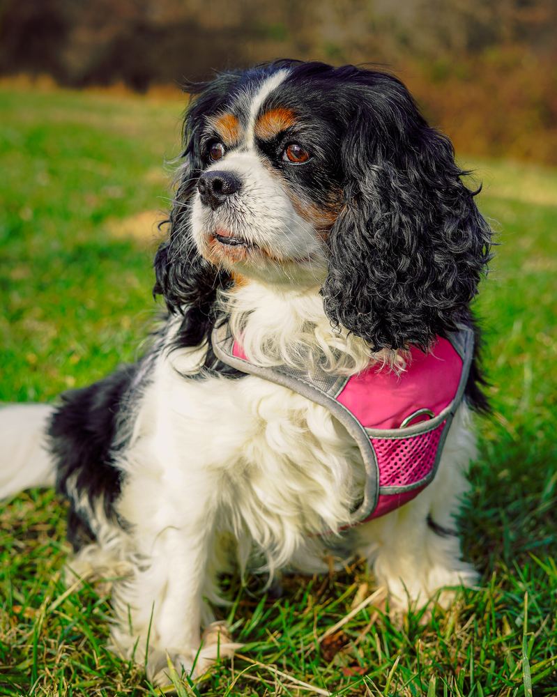 Moops the Cavalier King Charles Spaniel sitting in the grass, pet portrait by Campbell Shepard, Frederick, MD